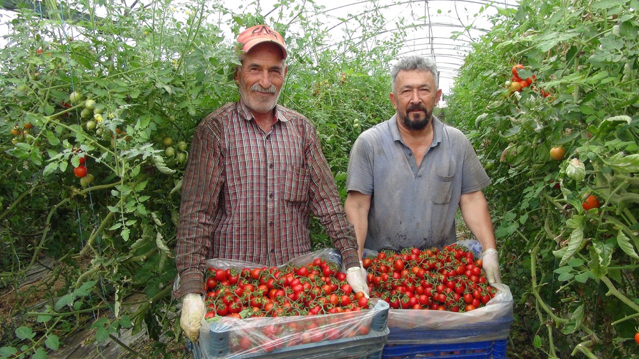 Hasat zamanı! Fiyatlar 25 TL’yi buldu