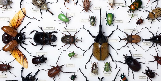 Haşerelerle mücadele için..