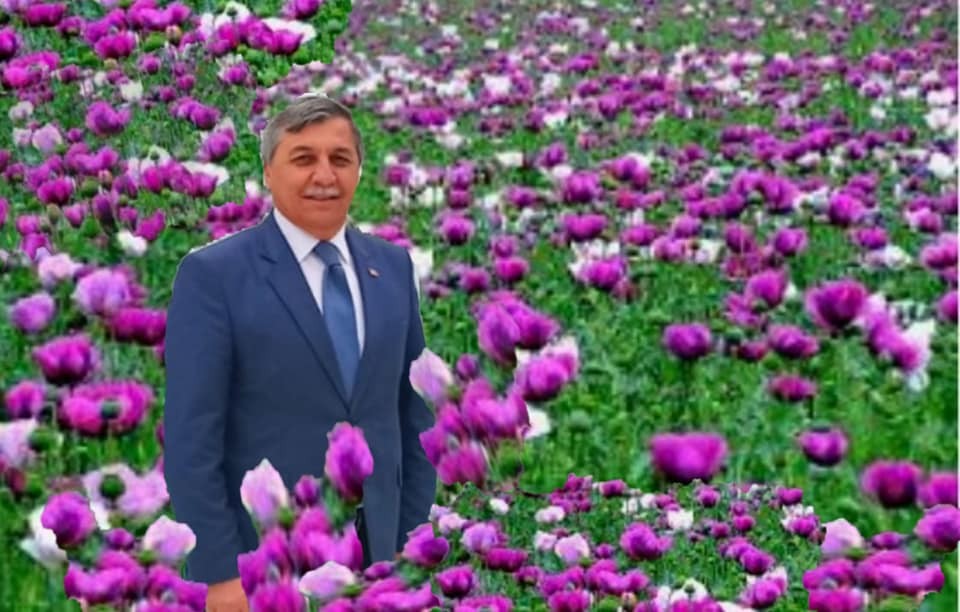 Haşhaş tarlalarında açan mor ve beyaz çiçekler görsel şölen oluşturuyor 