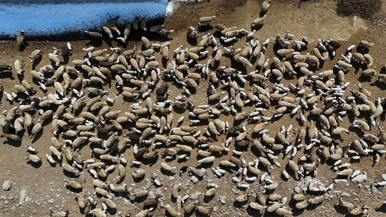 Hasret sona erdi! Kuzular iki ay sonra anneleriyle böyle buluştu