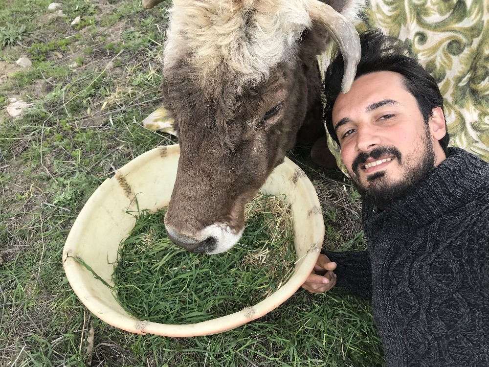 Hasta ineğin başında nöbet tutuyor 