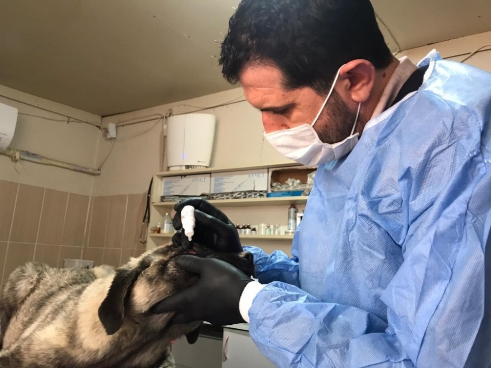 Hasta köpek, Adıyaman Belediyesi tarafından tedavi edildi 