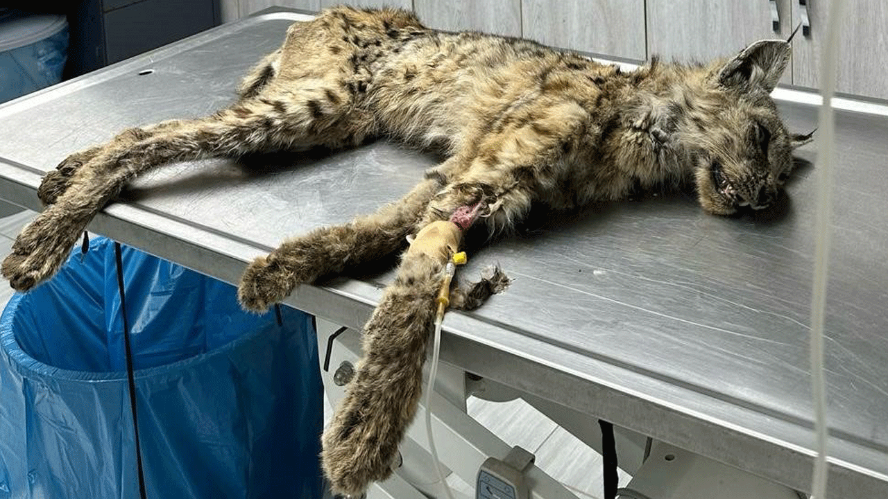 Hasta vaşak köye inip köylülerden yardım istedi