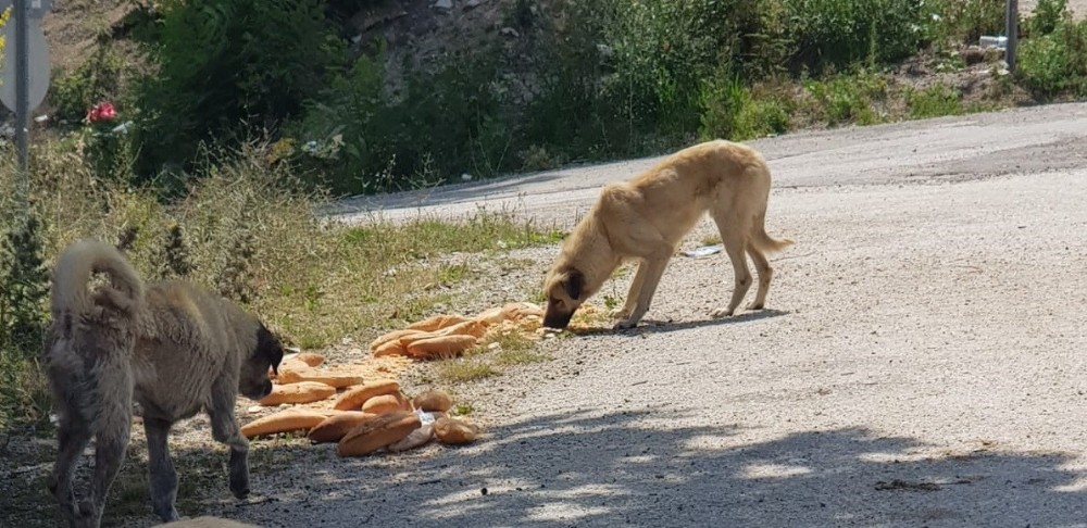 Hasta ve aç köpeklere hayvan severler sahip çıktı 