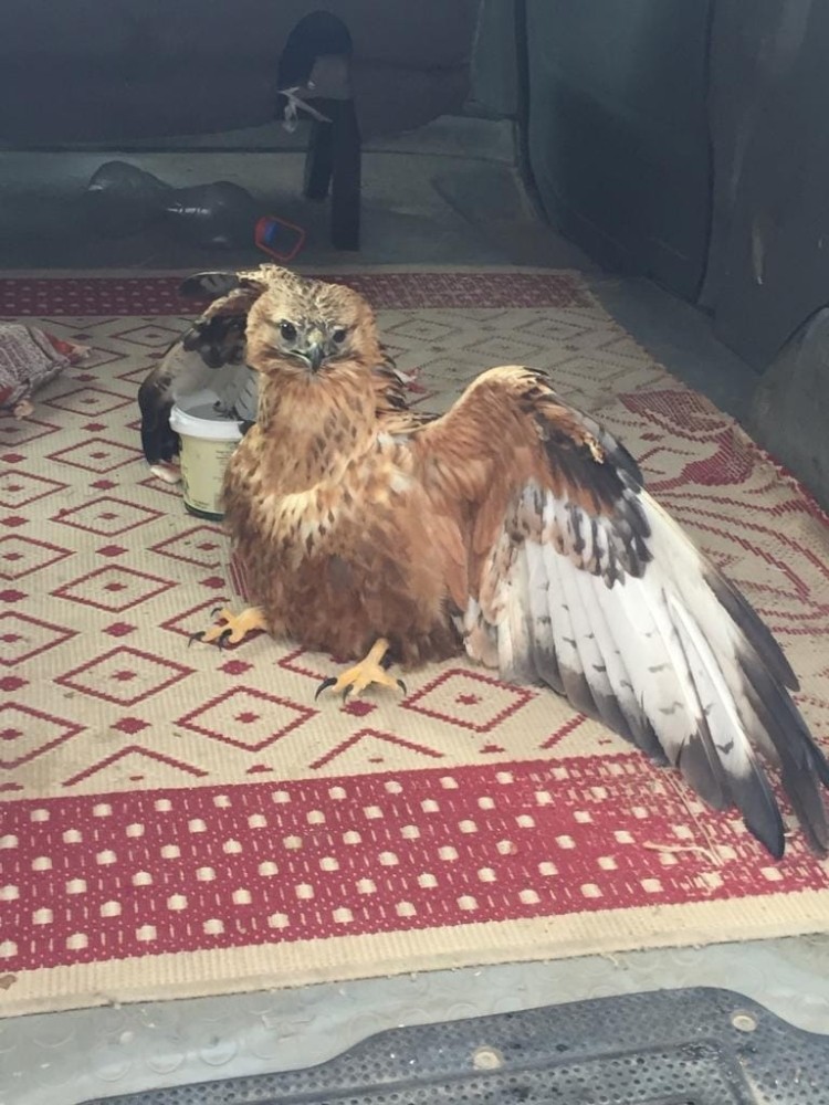 Hasta yaban keçisi ve kızıl şahin tedavi altına alındı 