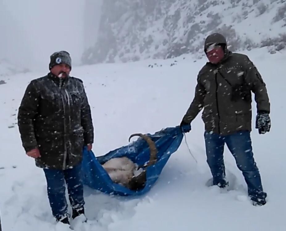 Hasta yaban keçisini av koruma memurları kurtardı 