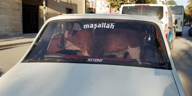 Hastalanan buzağısını otomobille veterinere götürdü