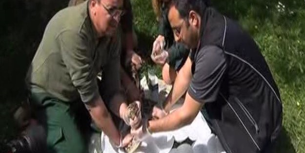 Hastalanan dev yılana nefes kesen operasyon