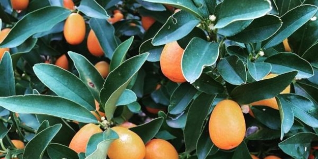 Hastalık riskini sıfıra düşürüyor! Vücudu baştan aşağı yeniliyor