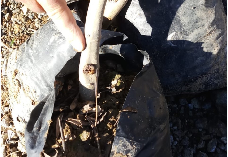 Hastalıklı fideler imha edildi 