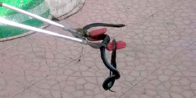 Hastane bahçesinde yılan paniği