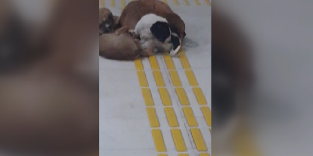 Hastane içinde bu köpeklerin ne işi var?