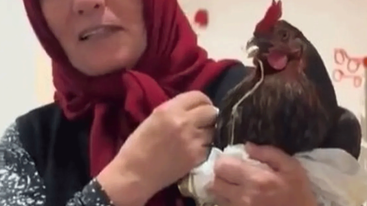 Hastanede tavuk alarmı