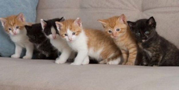 Hastaneye kaldırılan adamın 170 kedisi evde aç susuz kaldı