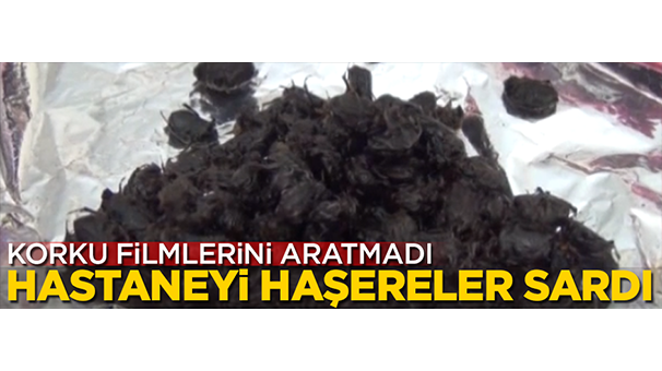 Hastaneyi haşereler sardı! Korku filmlerini aratmadı