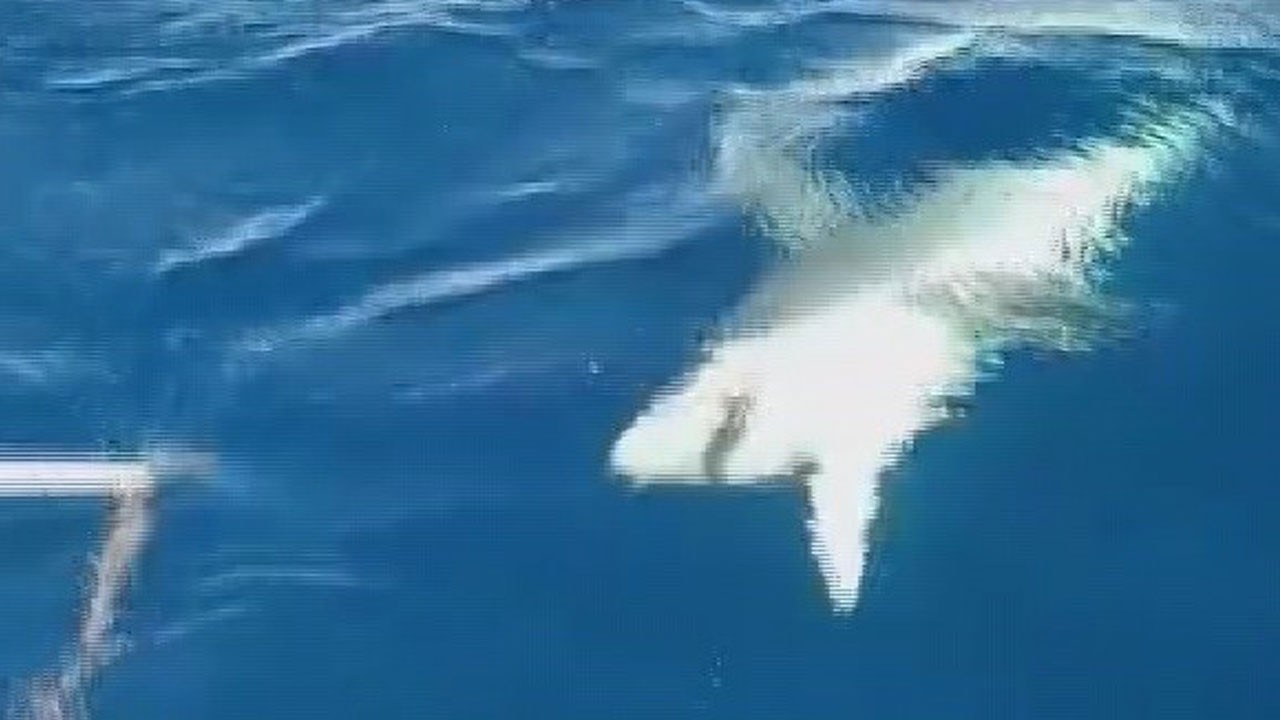 Hatay açıklarında dehşet! Oltaya dev köpek balığı takıldı