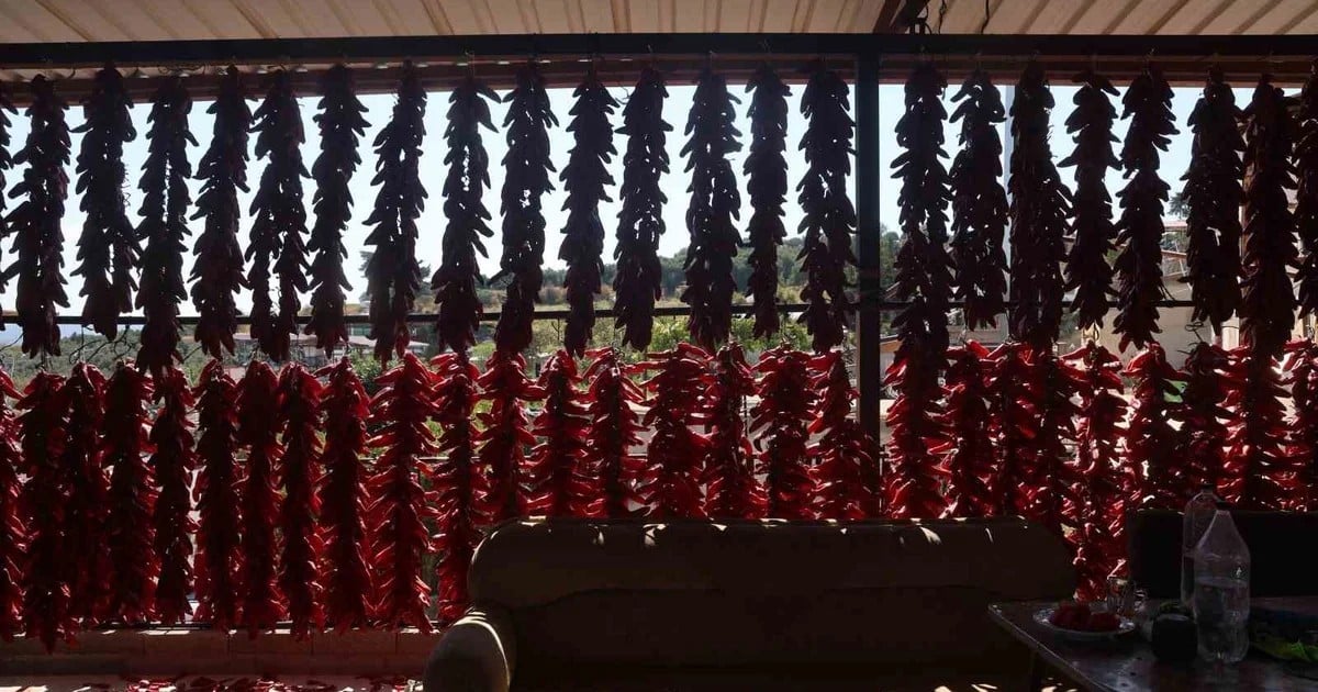 Hatay Altınözü'nde ipe dizilen kurutmalık biberin demeti bu yıl 500 TL'den satılıyor