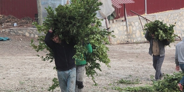 Hatay dünyaya ihraç ediyor