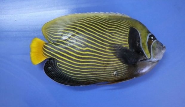 Hatay İskenderun'da görüldü! Fenerbahçe adı verildi