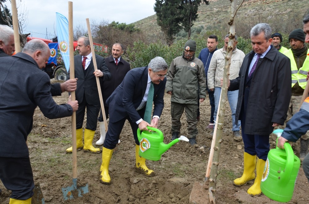 Hatay’da 10 bin çınar ağacı toprakla buluşacak 