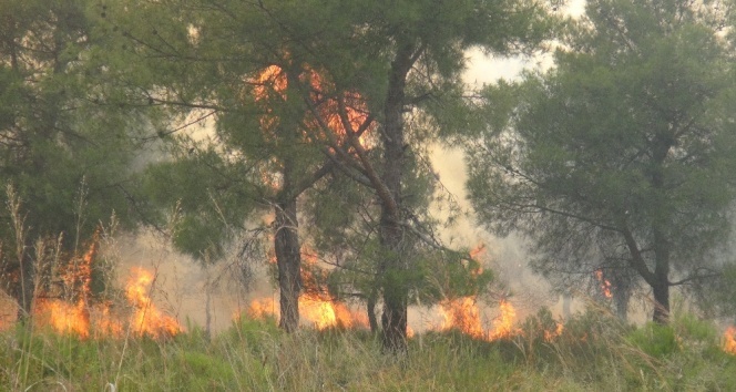 Hatay’da 25 hektar orman kül oldu