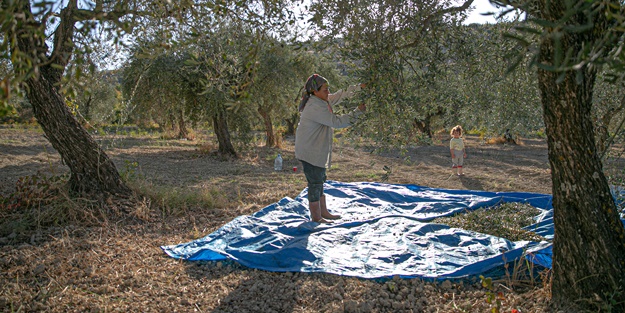 Hatay'da 270 bin tonun üzerinde zeytin rekoltesi bekleniyor