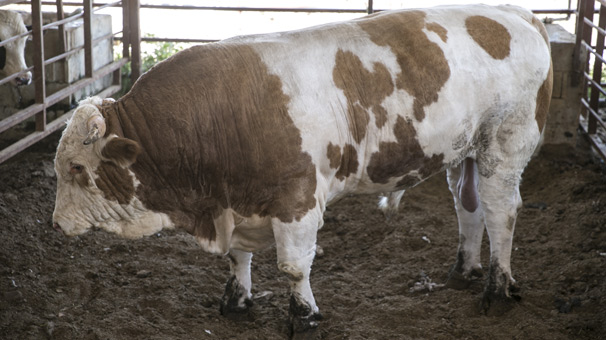 Hatay'da 40 bin liraya satışa sunulan boğa alıcısını bekliyor