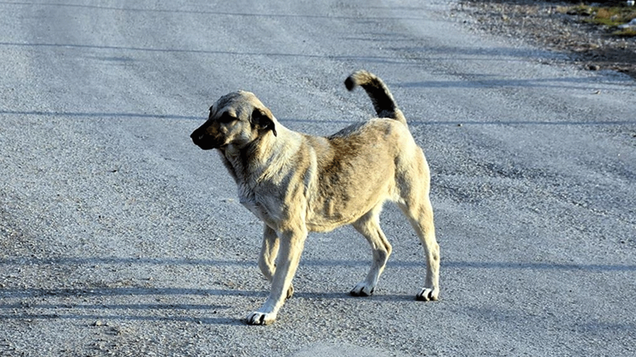 Hatay'da aracına havlayan köpeğe kurşun yağdırdı!