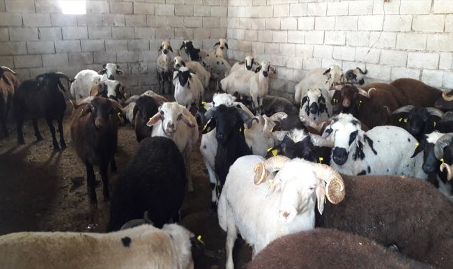 Hatay'da hayvan kaçakçılığı operasyonu