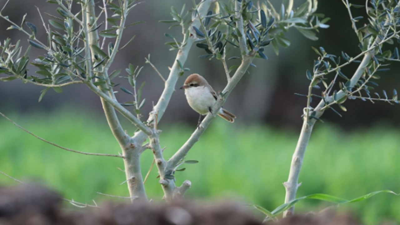 Hatay’da ilk kez rastlandı! Türkiye'de 8. kez kayıt altına alındı