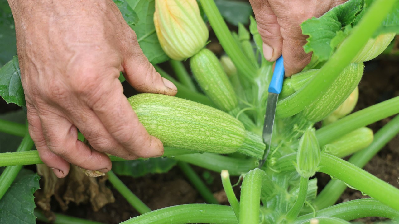 Hatay’da kabağın kilosu 50 TL! Kuraklık ve don hasadı geciktirdi