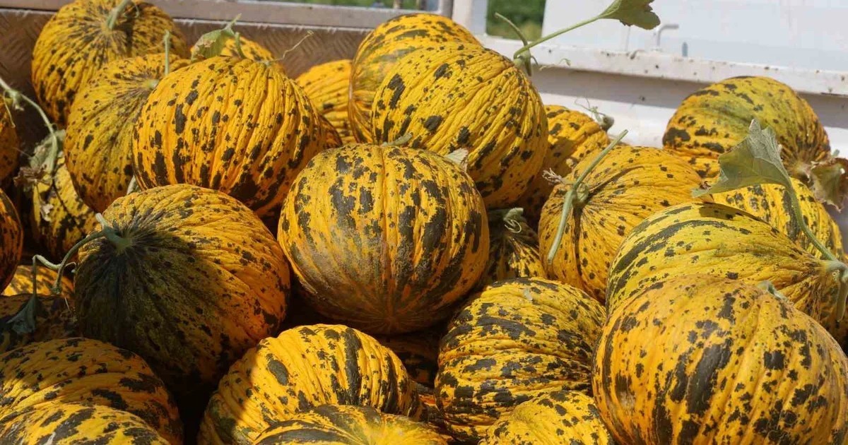 Hatay'da kavunun kilosu tarlada 10 lira, çiftçiye göre manavda 30-40 lira