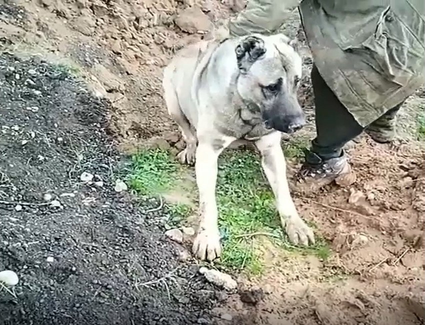 Hatay’da köpeğin zehirlenerek öldürülmesine soruşturma 
