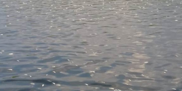 Hatay'da korkutan görüntü! Bir anda suyun üstüne çıktılar