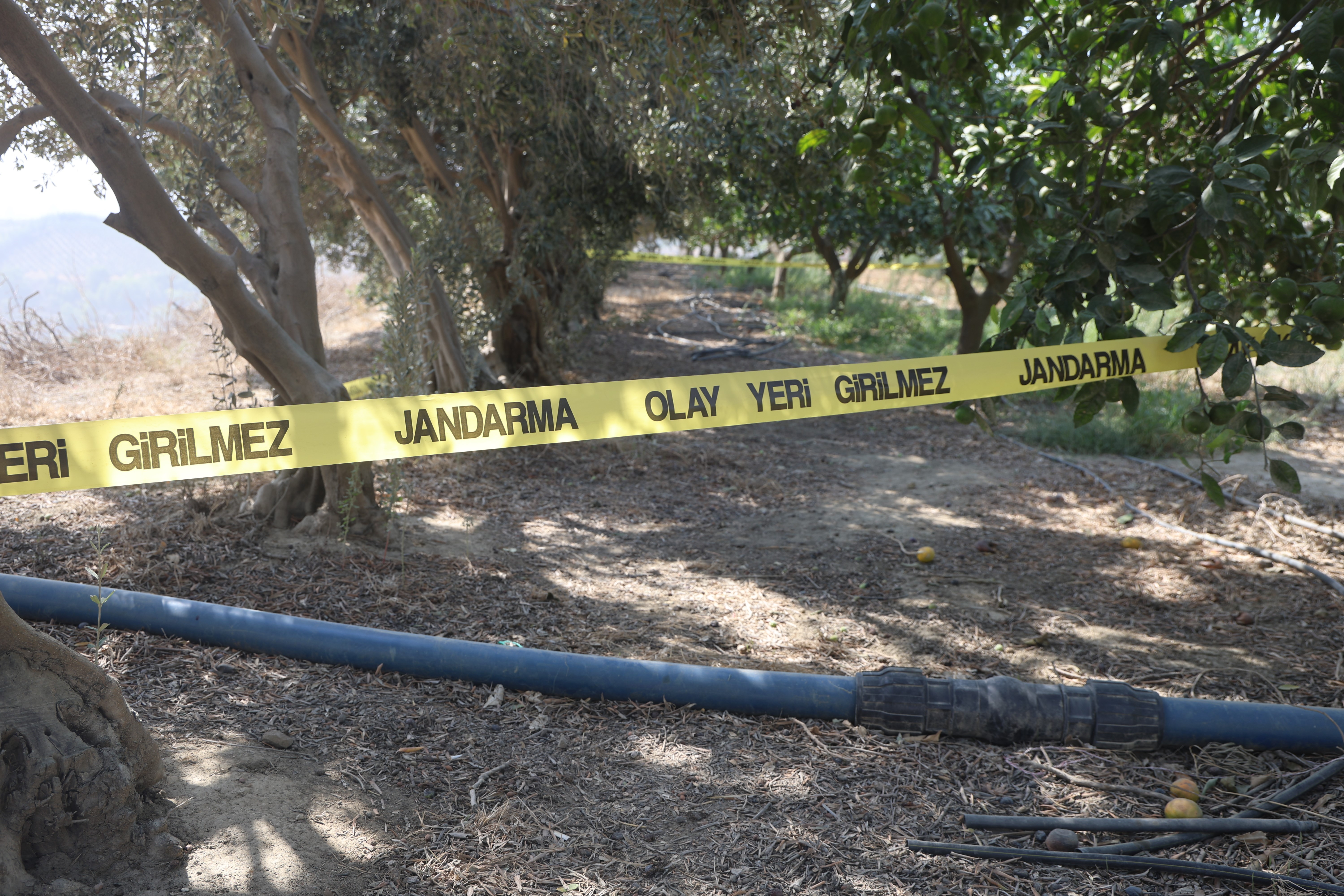 Hatay’da narenciye bahçesinde dehşet! Satırla katletti, iz köpeği Pamuk yakalattı