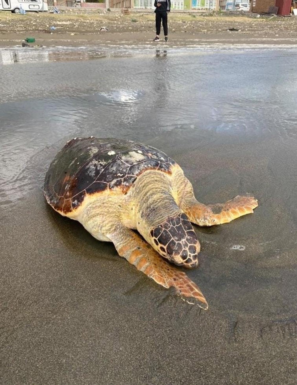 Ölü caretta caretta sahile vurdu!