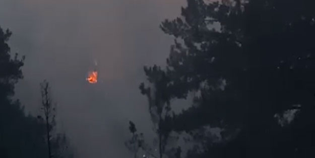 Hatay'da orman yangını