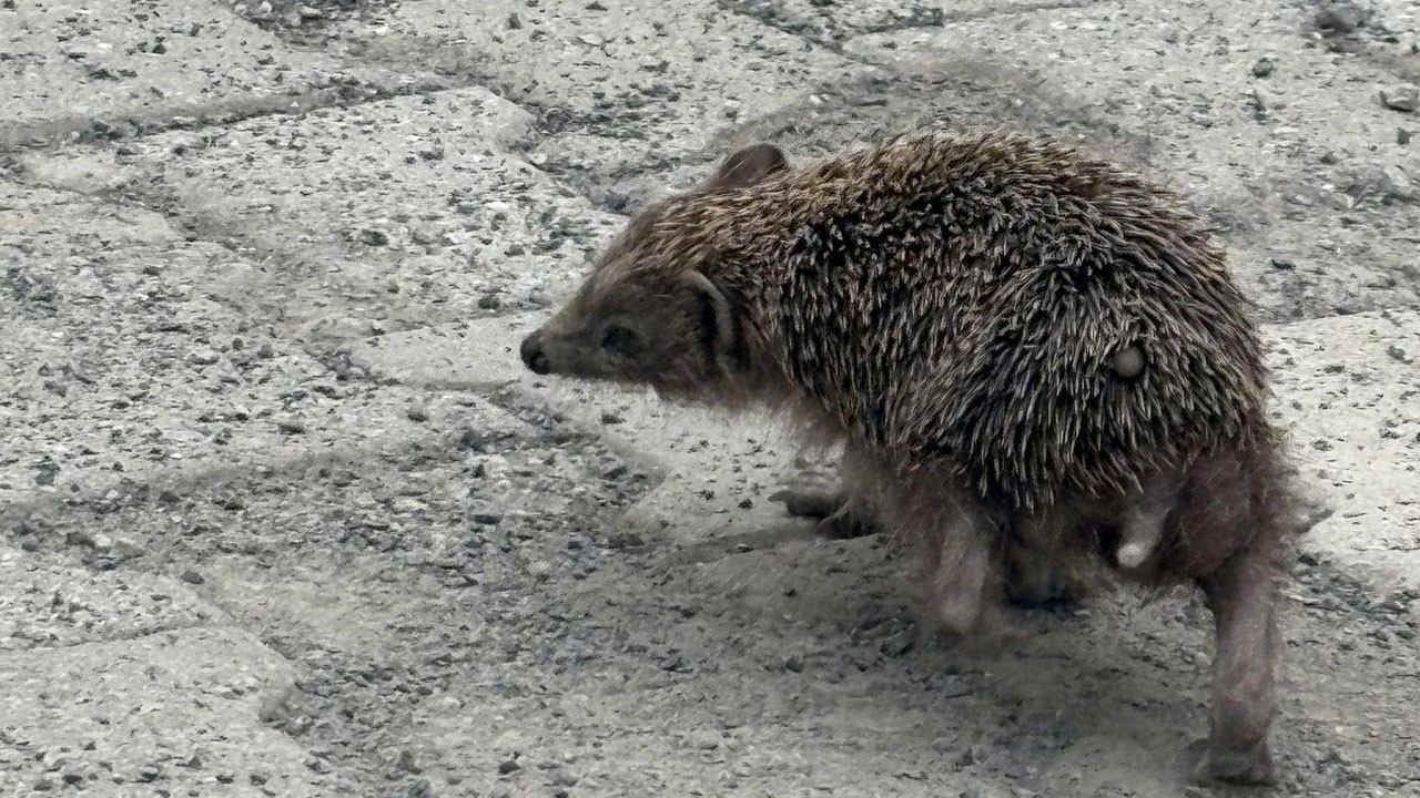 Hatay’da şaşkına çeviren görüntü: Kirpi 12 saat boyunca kendi etrafında döndü!