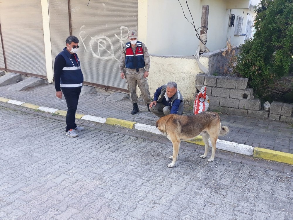 Hatay’da sokak hayvanları unutulmadı 