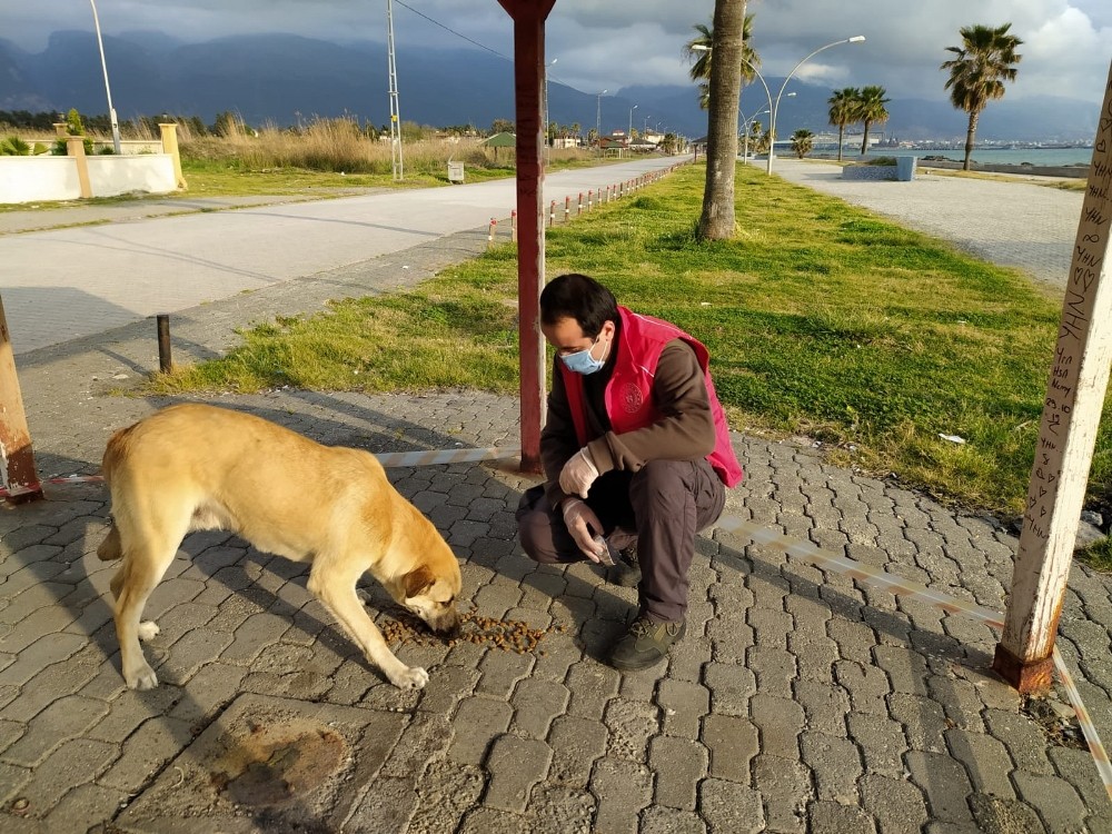 Hatay’da sokak hayvanlarına yiyecek ve mama desteği 