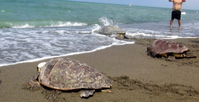 Hatay'da tedavi edilen kaplumbağalar denize bırakıldı