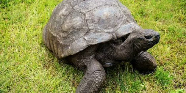 Hatay'da tedavileri tamamlanmıştı! 5 kaplumbağa denize bırakıldı