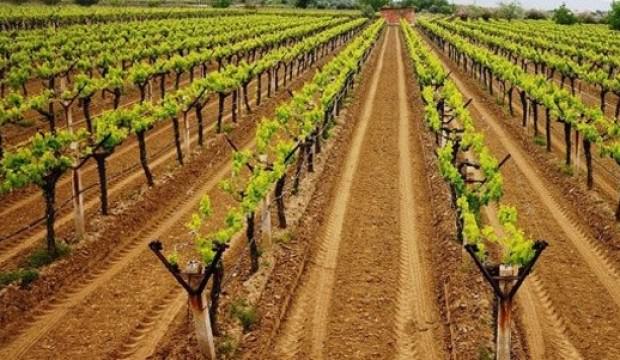 Hatay'da üzüm üreticisinin yüzü güldü!