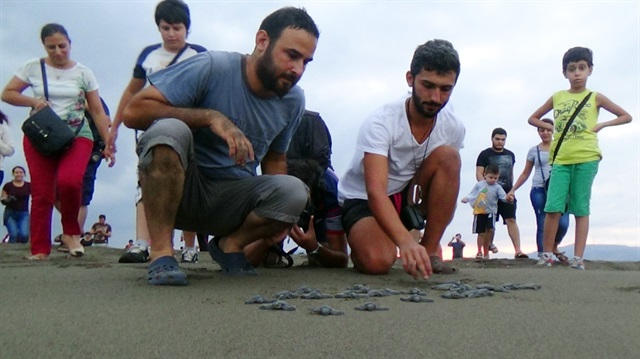Hatay'da yavru kaplumbağalar denizle buluştu