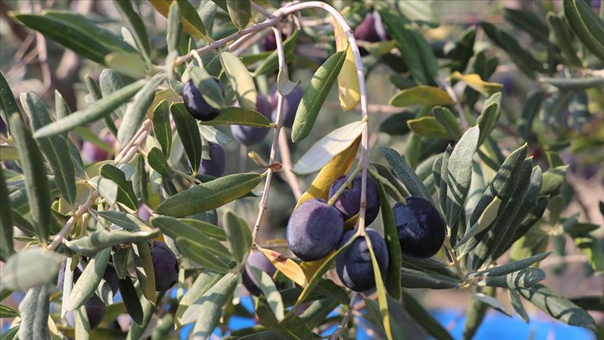 Hatay'da zeytin verimi azaldı, kalite arttı