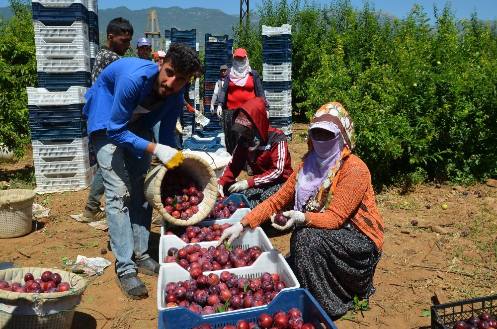 Hatay’dan Rusya, Ukrayna ve Arap ülkelerine erik ihracatı 