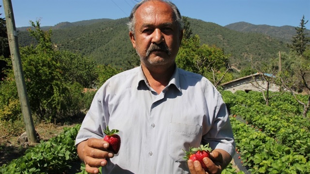 Hataylı çiftçinin çilek hasadı sevinci