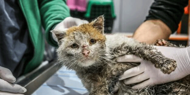 Hataylı depremzede aile enkazda buldukları yavru kedilere çadırda bakıyor