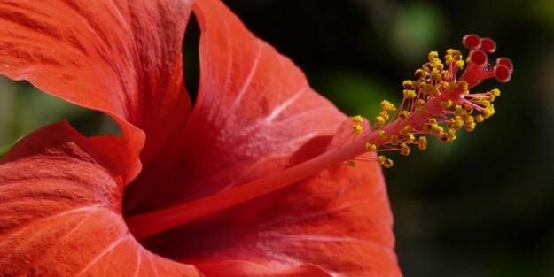 Hatmi çiçeği! Şifası şaşırtacak, büyük güç...Birçok hastalığı yok ediyor! Bu muhteşem gıda ile hemen başlayın