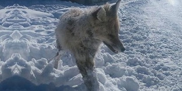 Hava -32 derece olunca tilki ayakta donup kaldı!